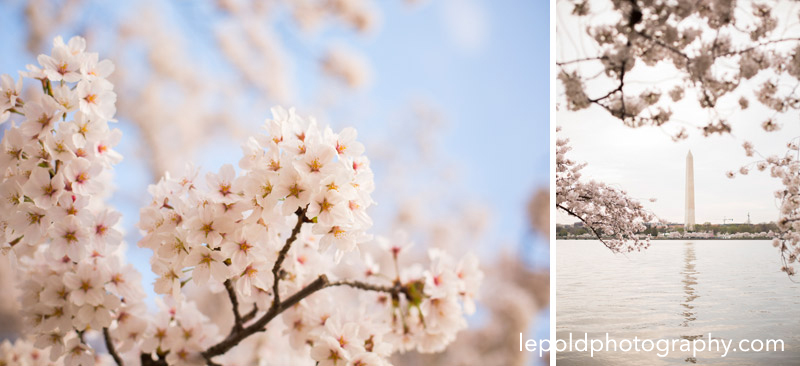 01 Cherry-blossom-Portraits-DC Lepold Photography