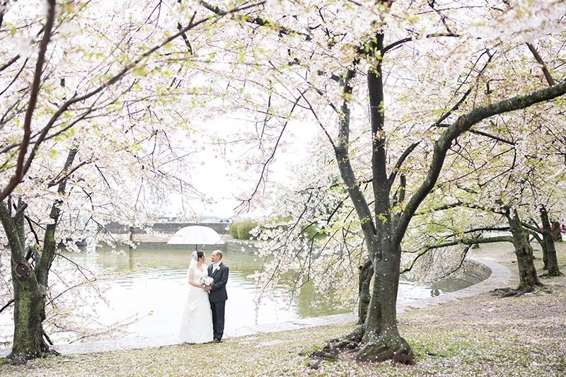 Wedding couple taking photos in the cherry blossoms and DC War Memorial ceremony.