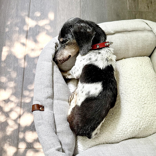 Dachshund sleeping in the warm sunshine.