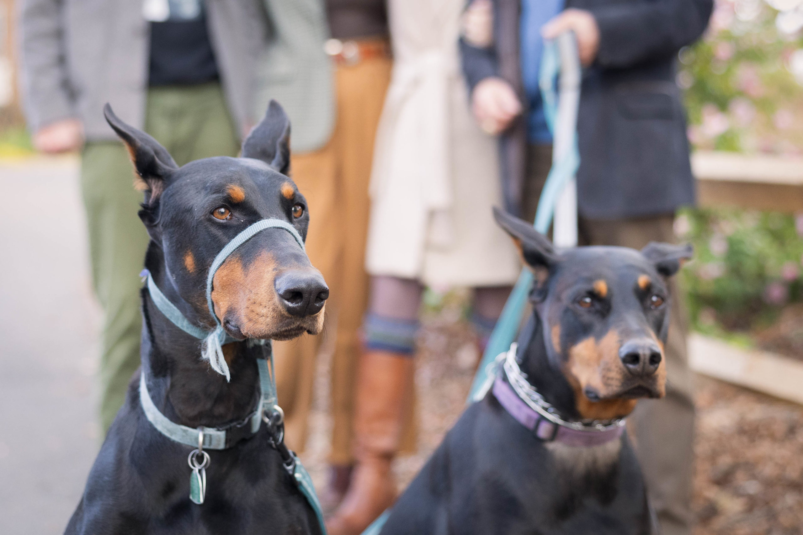 Two dobermans posing for a picture with their human family.