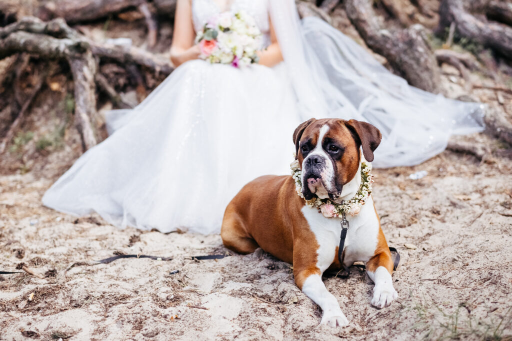 how to include pets on your wedding day