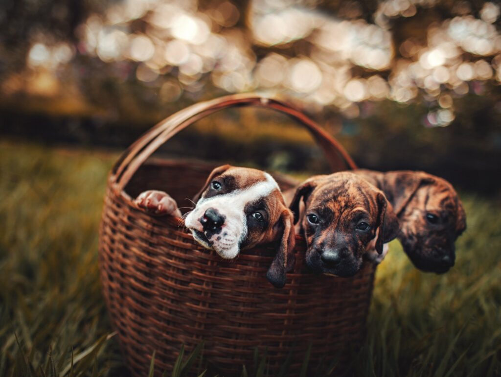 puppies in a basket wedding idea