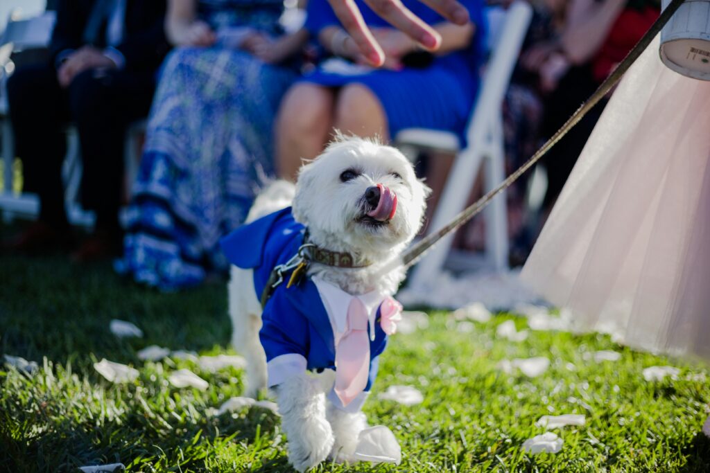 dog walking down the isle as Ring Bearer
